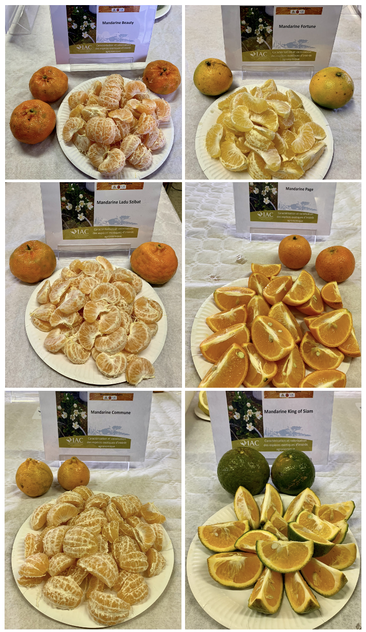 Fruits et chairs de 6 variétés de mandarine cultivées en Nouvelle-Calédonie © IAC, Lincks