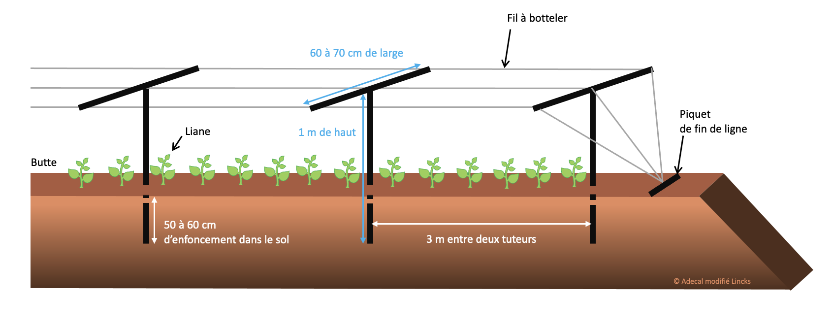 Schéma d'un tuteurage bas pour culture d'igname © Adecal modifié Lincks