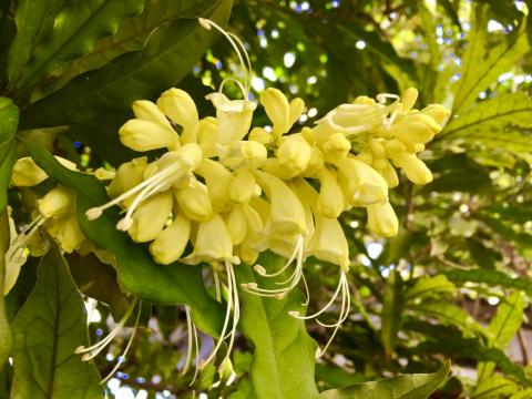 Inflorescence d'Oxera sulfurea ©Lincks