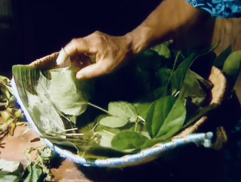 Plantes fortifiantes utilisées pour le bain du bébé (tribu du Petit Borendi, Thio) © IRD