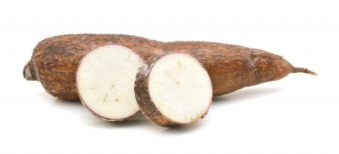 Manioc