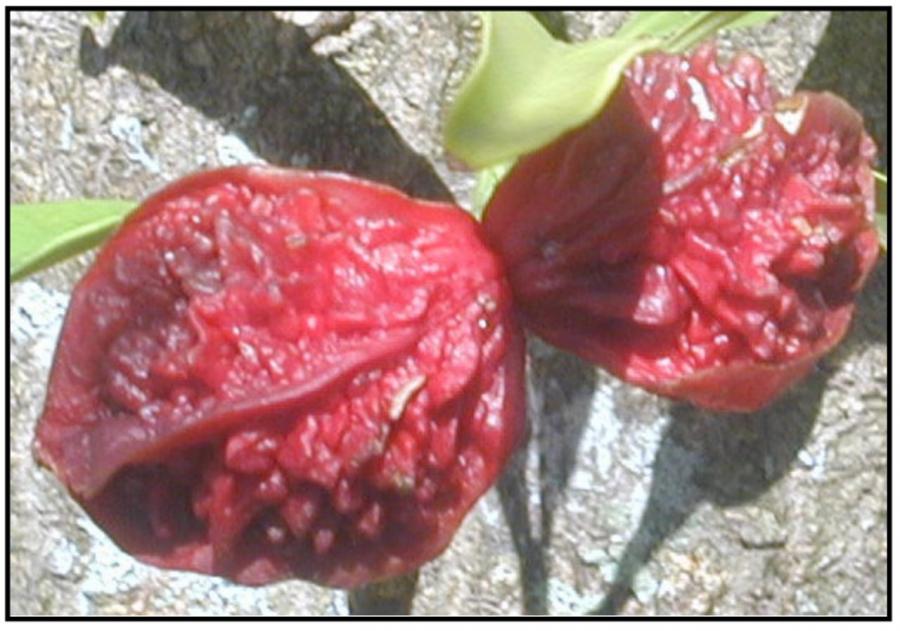 Ochrosia - Fruits matures
