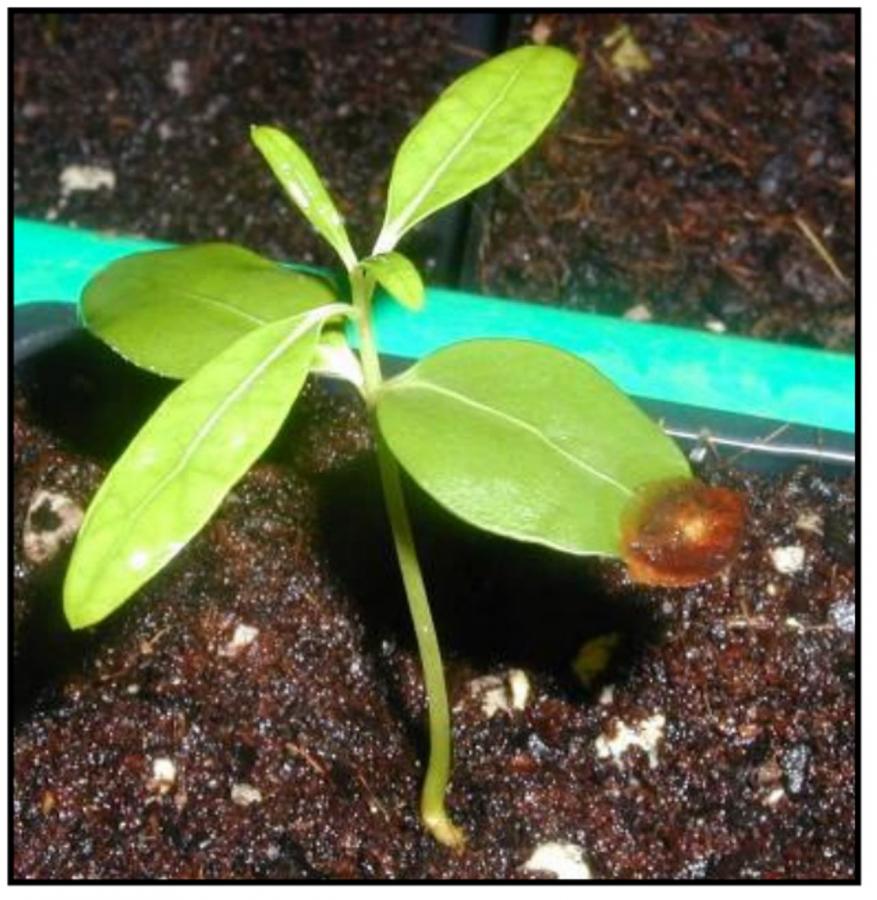 Ochrosia - Jeune plant