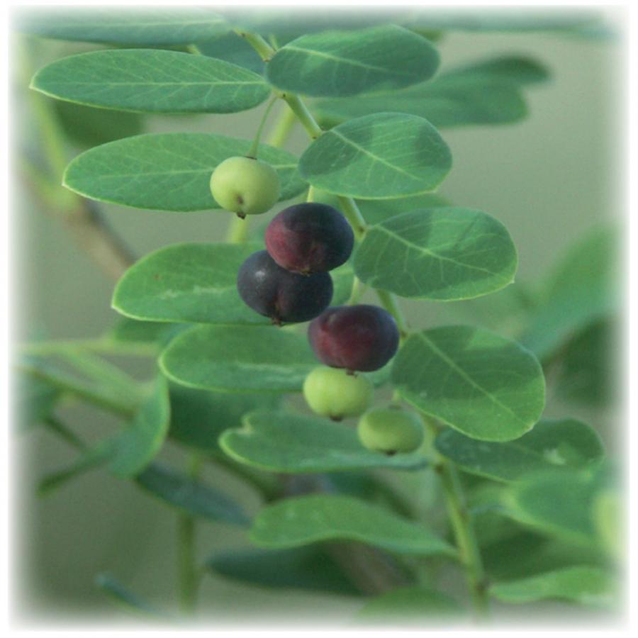 Phyllanthus - Fruits