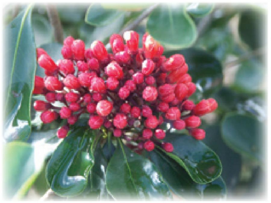 Pittosporum - Détail au stade bouton