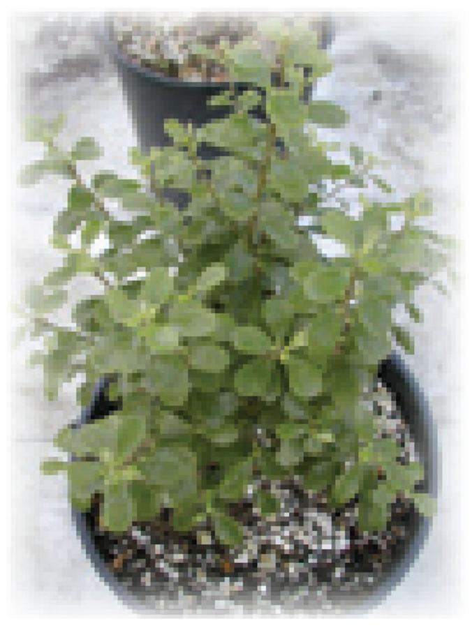 Pittosporum - En pot