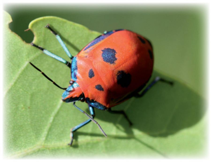 Thespesia - Punaise arlequin