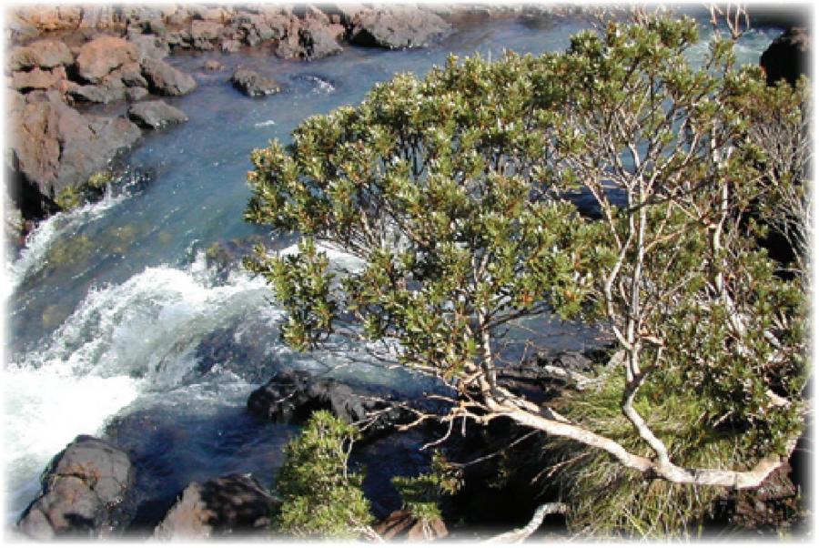 Xanthostemon - Arbuste en milieu naturel