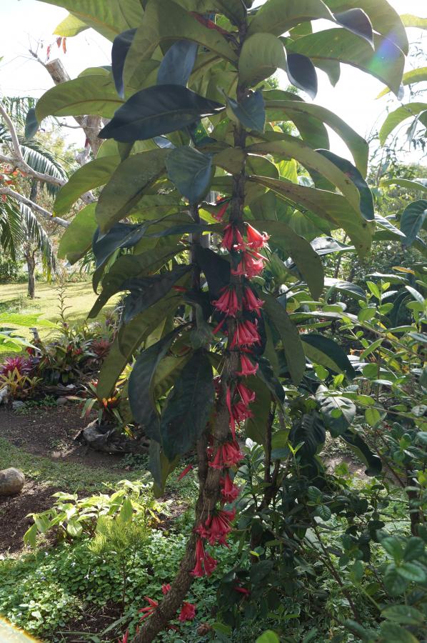 Ixora margaretae