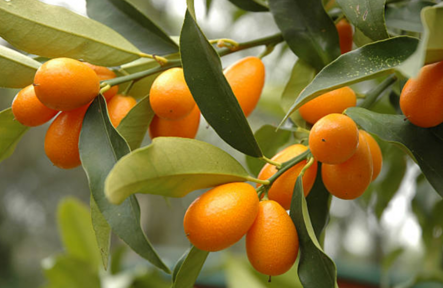 3 variétés de Kumquat ont été introduites à la station IAC de Pocquereux depuis 1990.