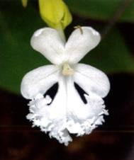 Fleur d'Oxera neriifolia