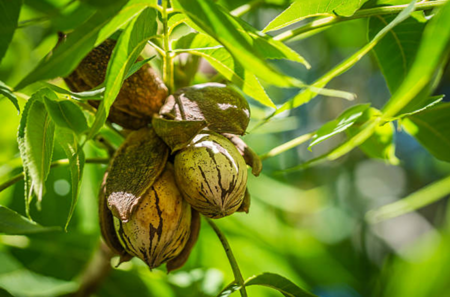 Fructifications de noix de pécan