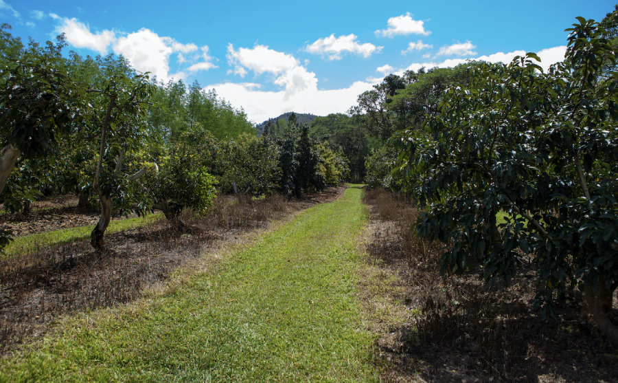 Avocatier : plantation, entretien, soin