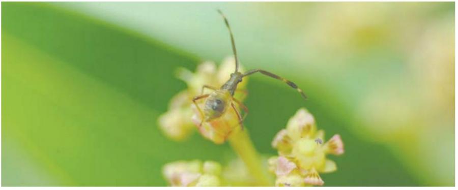 Larve de la punaise de l'avocatier ©IAC - S. Cazères