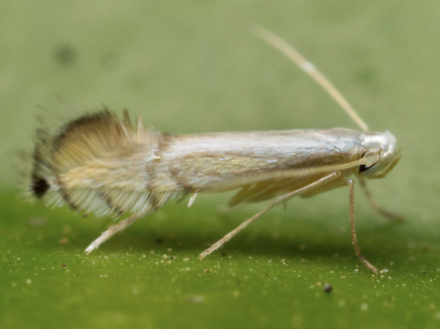 Mineuse des agrumes Phyllocnistis citrella