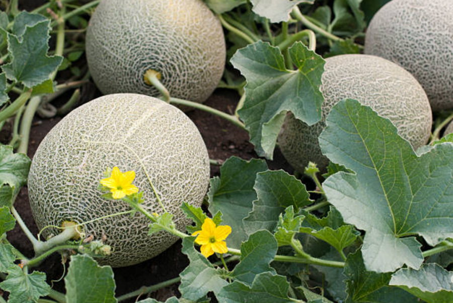 Melons au champ