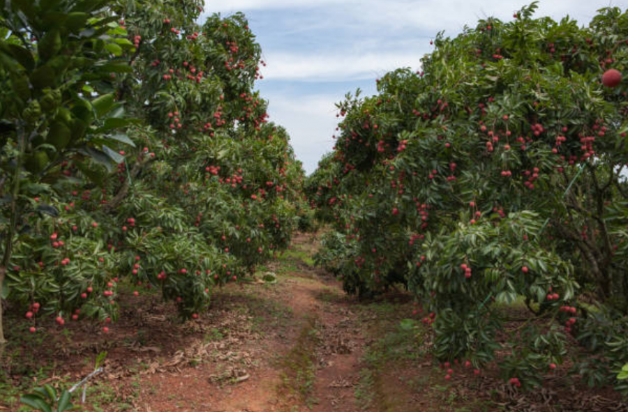 Verger de litchis