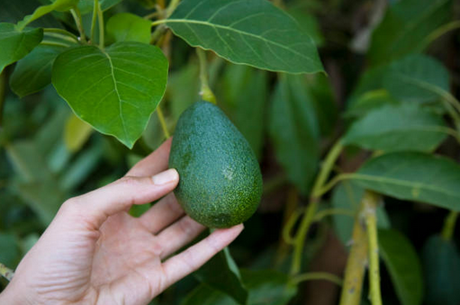 S'il est récolté trop tôt, l'avocat peut ne jamais mûrir 