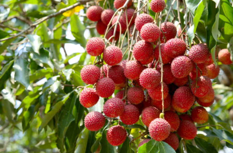 Grappe de litchis à maturité