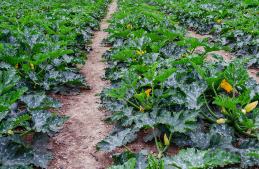 Courgettes - Champ de culture