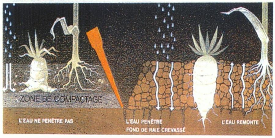 Bloqueur de sol manuel quadruple - Outil de blocage du sol - Outil de  culture pour plantes - Bloque le sol pour semis pour serre