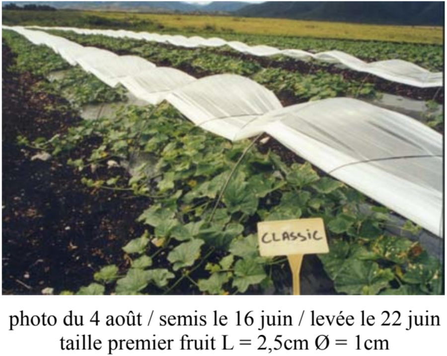 Melons - Chenilles Plastiques