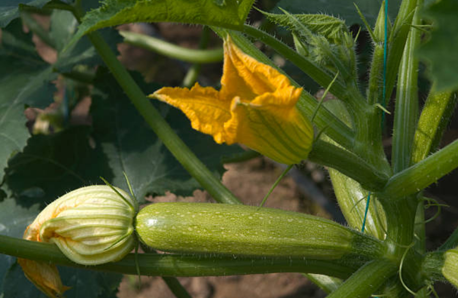 Plant de courgettes