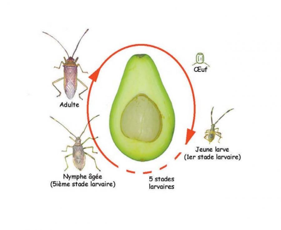 Cycle de vie des punaises Coreidae ©IAC-S. Cazères