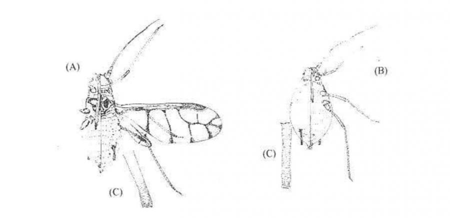 Bunchy - Pentalonia nigronervosa