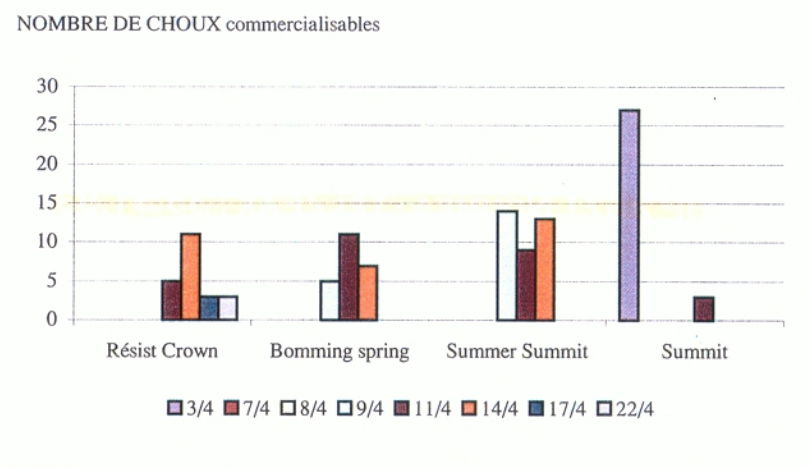 Chou pommé - Nombre de choux commercialisables