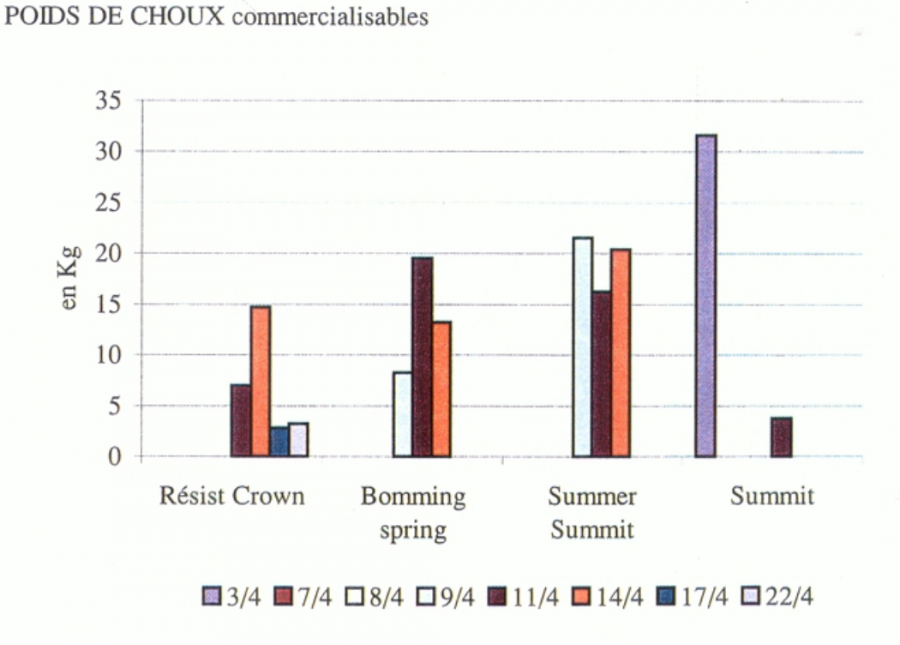 Chou pommé - Poids  des choux commercialisables