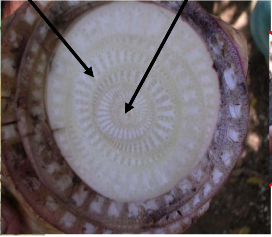 PIF - Mérisème Apical