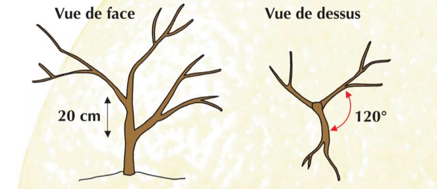 Agrumes - Taille de Formation