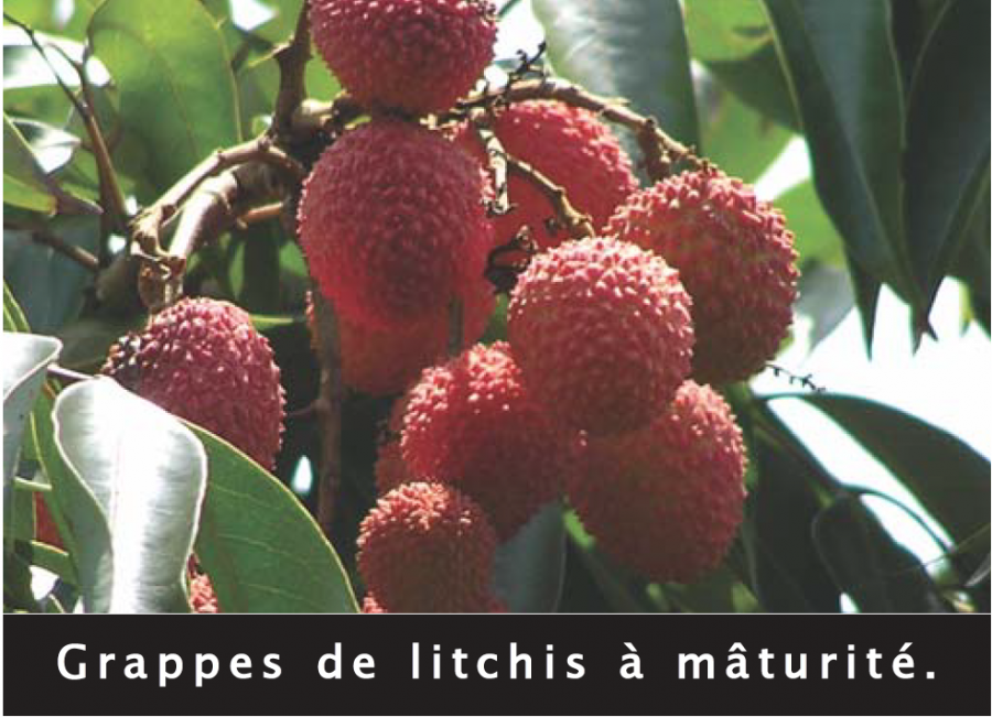 Litchi