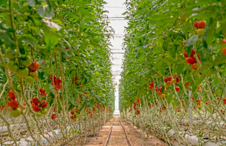 Cultures hors-sol de tomates