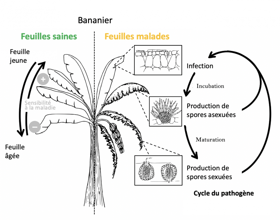 Cycle infectieux simplifié de M. fijiensis. D'après Ravigné et al 2017