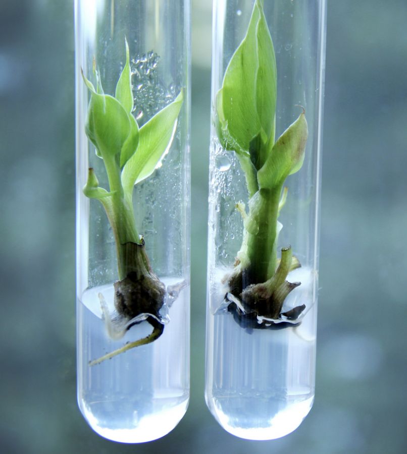 Plants de bananiers in vitro