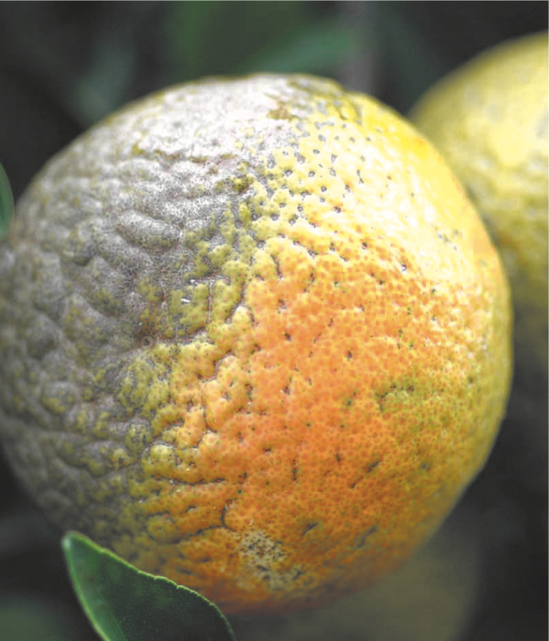 Brunissement ou “russeting” sur une mandarine dû au Phytopte des Agrumes ©IAC - S. Cazères
