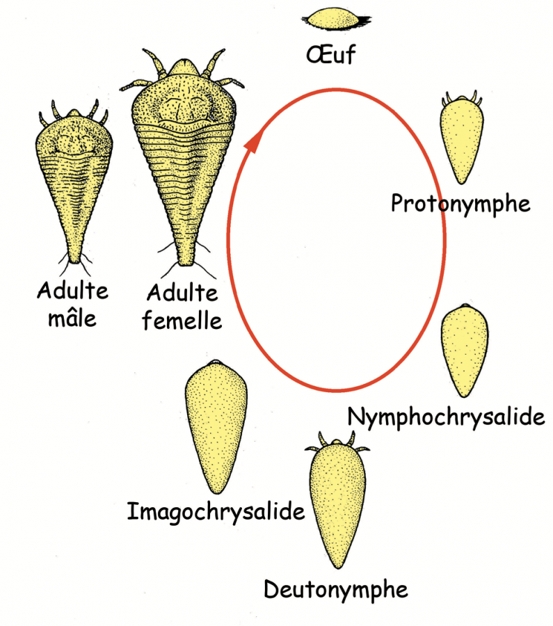 Cycle biologique des Eriophyidae (D’après Smith et al., 1997)