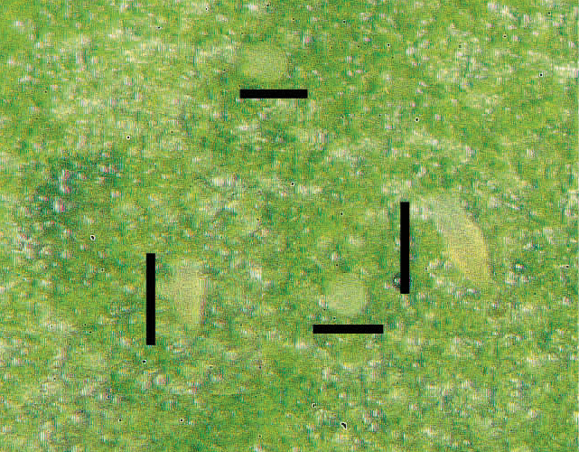 Œufs et larves du Phytopte des Agrumes ©IAC - C. Mille
