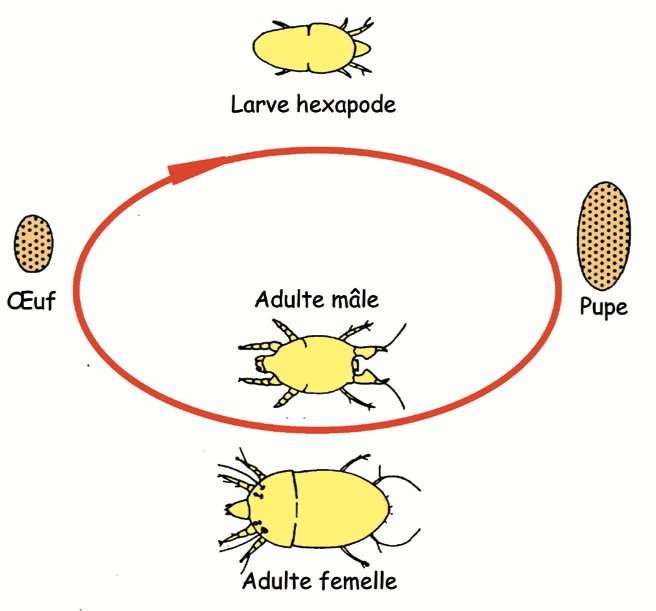 Cycle biologique des Tarsonemidae (D'après Kreiter, 1994)