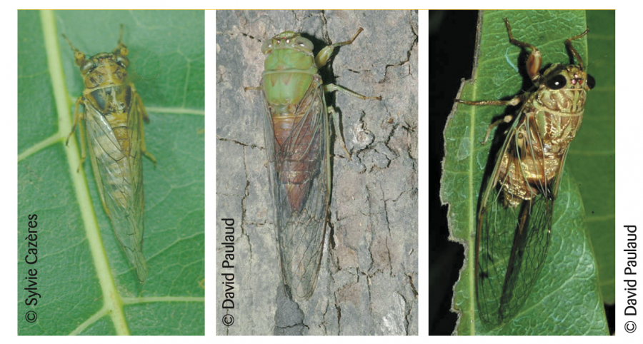 Adultes des trois espèces de cigales avec de gauche à droite, Abroma pumila, Ueana fungifera et U. lifuana ©IAC - S. Cazères, D. Paulaud