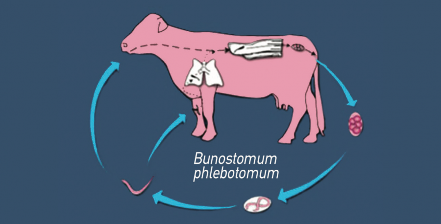  Cycle de Bunostomum spp ©UC Davis Université de Californie