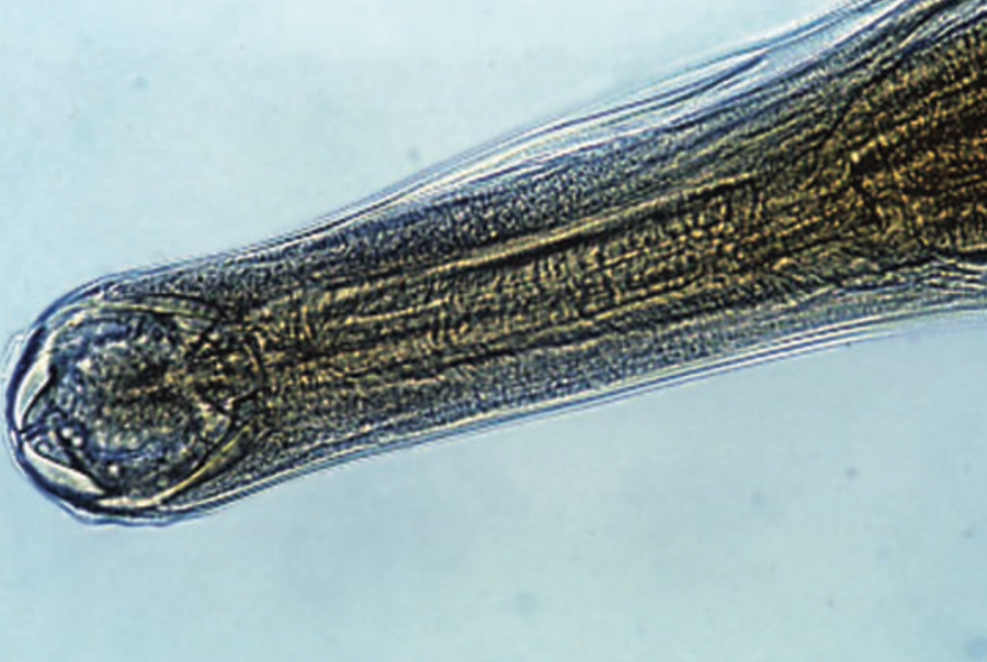 Tête de Bunostomum adulte ©École de médecine vétérinaire de l’Université de Pennsylvanie