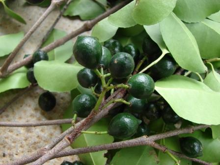 Fruits verts d'Elaeodendron curtipendulum ©IAC - A. Pain