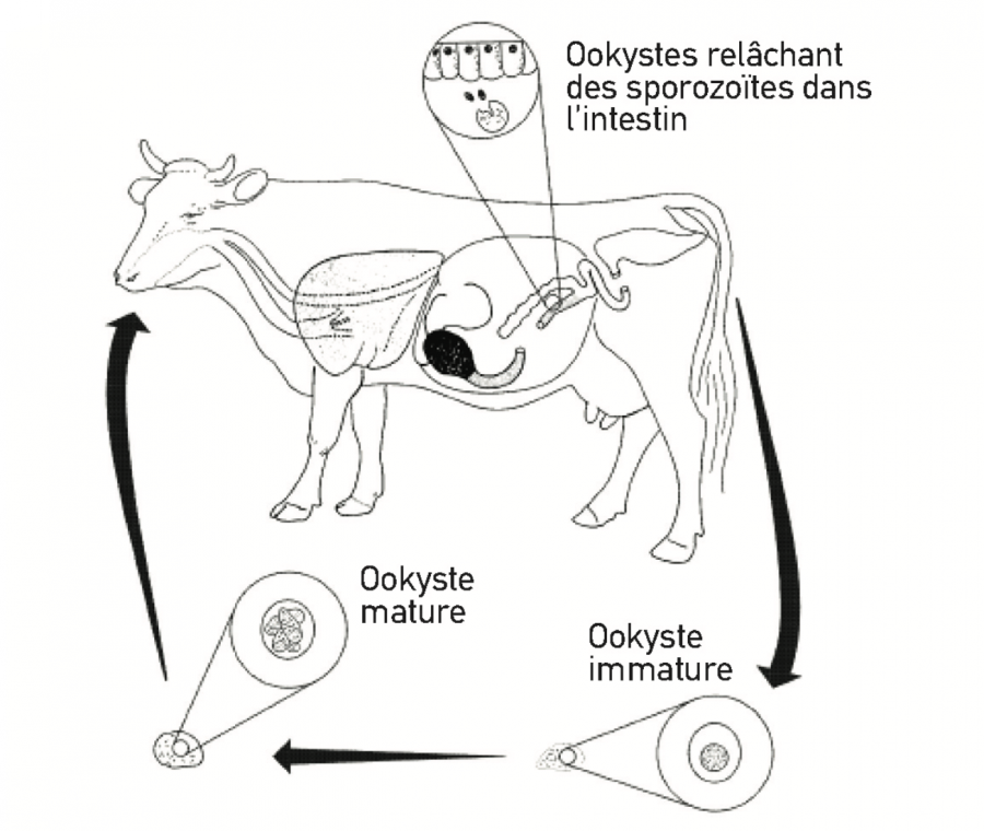 Cycle d’Eimeria spp. Modifié d'après la version de l’Université de Bristo