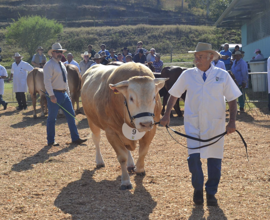 Le champion Blond d'Aquitaine présenté par M. Roger Gérard à la foire de Bourail ©Upra bovine