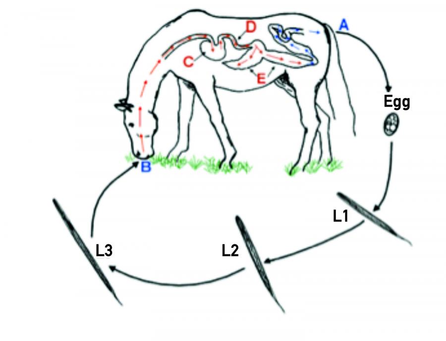 Cycle parasitaire des Cyathostomes http://cal.vet.upenn.edu/projects/merial/Strongls/strong_9a1.htm