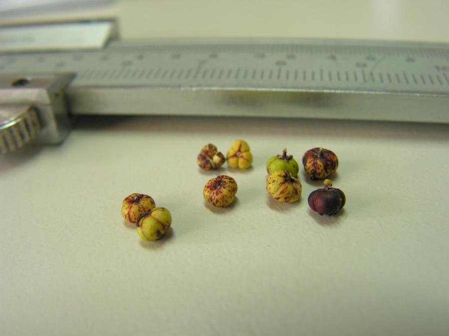 Fruits de Phyllantus conjugatus var. ducosensis ©IAC - A. Pain