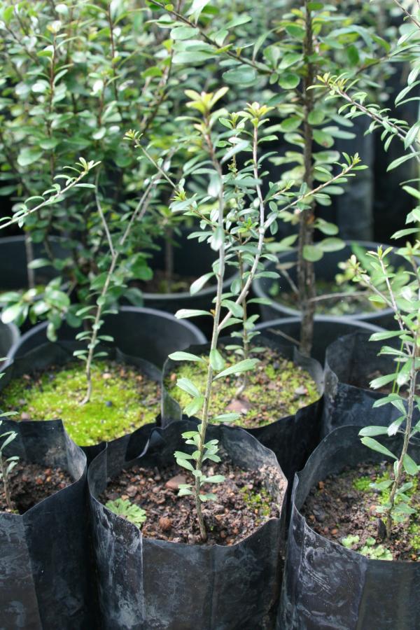 Plant de 4 mois de Pittosporum gatopense ©IAC - A. Pain
